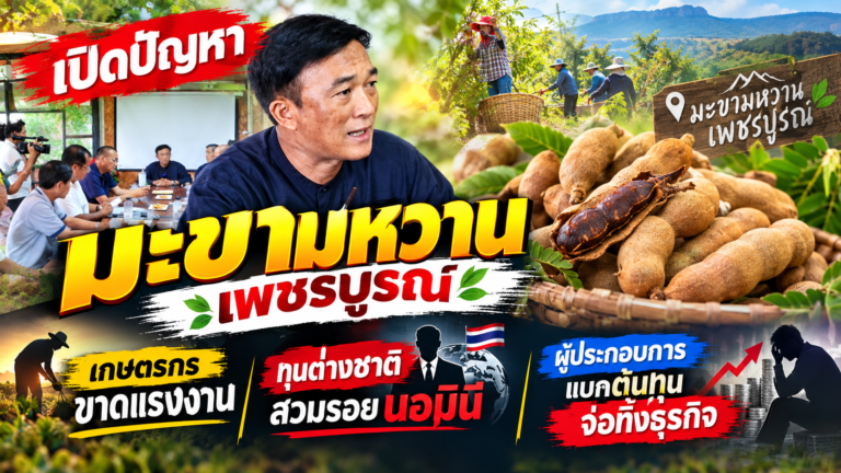 เปิดปัญหามะขามหวานเพชรบูรณ์: เกษตรกรขาดแรงงาน ทุนต่างชาติสวมรอยนอมินี ผู้ประกอบการแบกต้นทุนจ่อทิ้งธุรกิจ