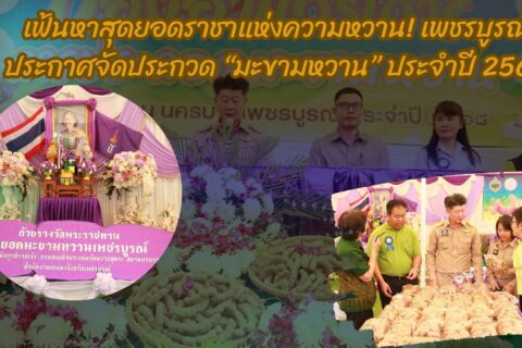 เฟ้นหาสุดยอดราชาแห่งความหวาน! เพชรบูรณ์ประกาศจัดประกวด “มะขามหวาน” ประจำปี 2569